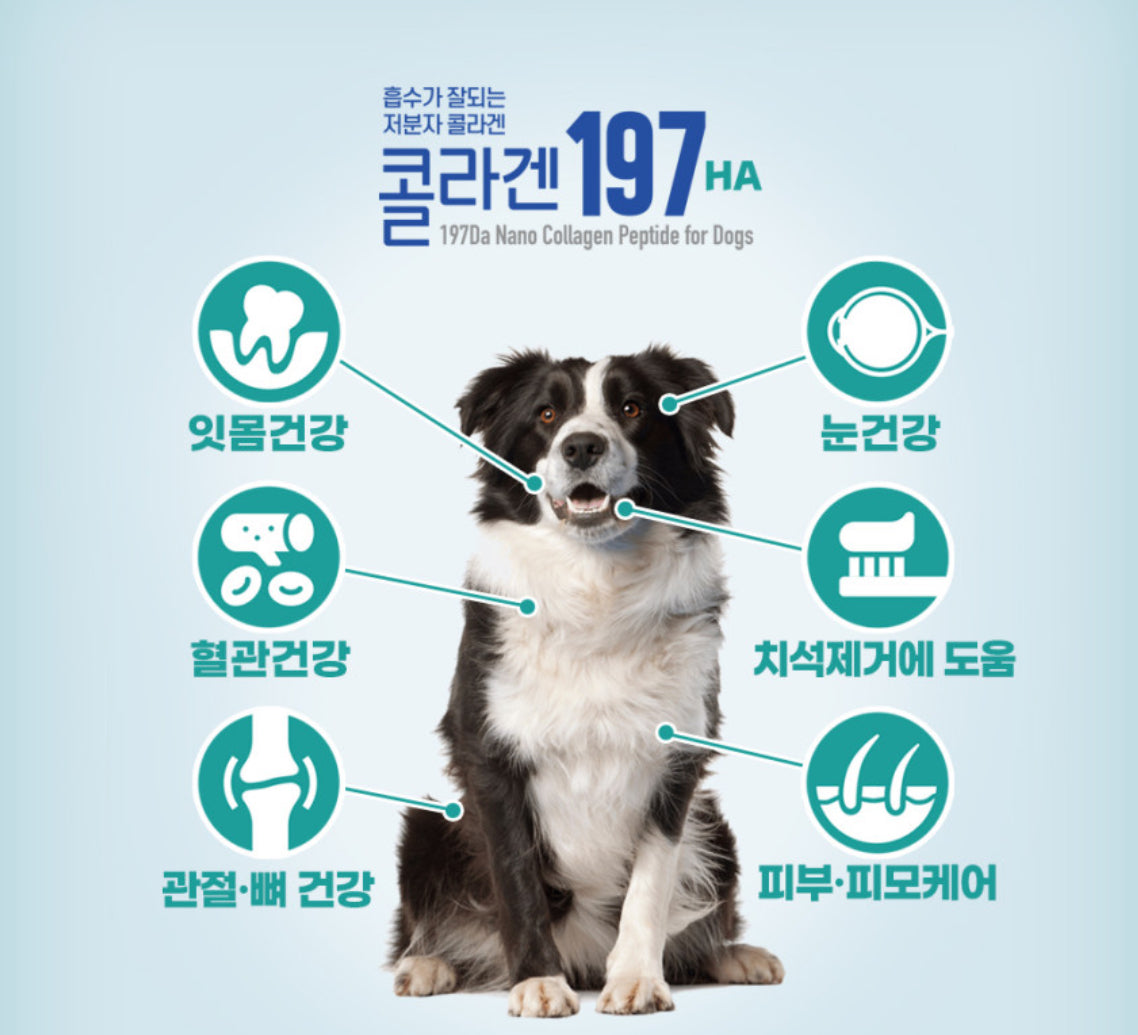저분자 콜라겐197HA 반려견 영양스틱 Nano Collagen Peptide sticks chews for dogs Made in Korea (Large 1bag)