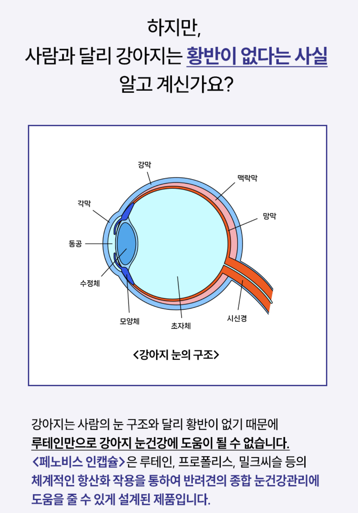 페노비스 인캡슐 강아지 영양제, 루테인, 눈물 개선/눈건강