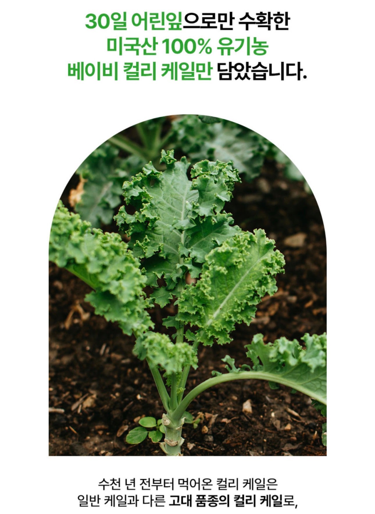 [5박스 150포] 피타니 100% 미국산 유기농 컬리 케일 글루코시놀레이트 저온진공건조 파우더 분말