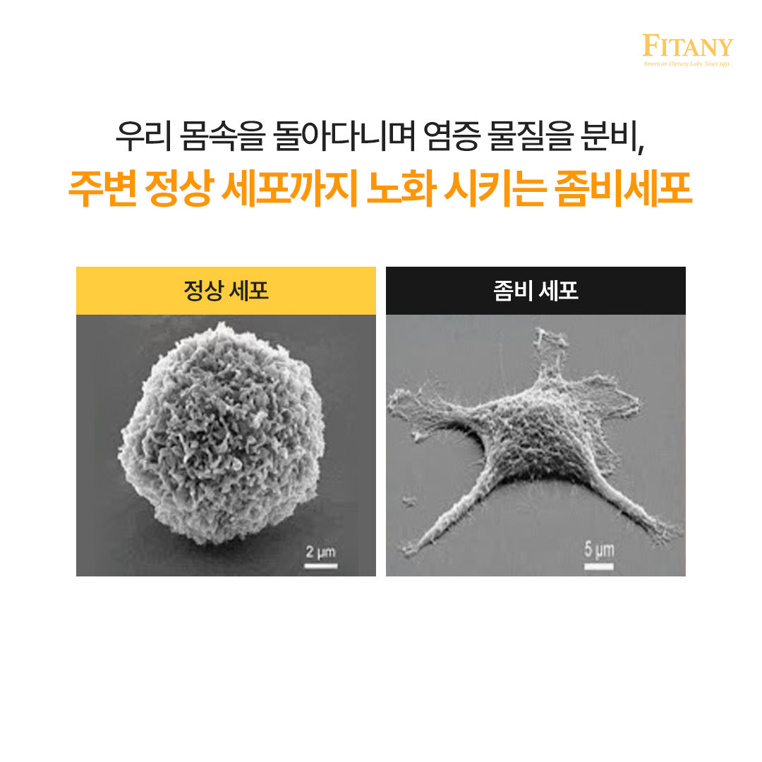 [1박스 30정] 피타니 오토파지딘 저속노화 세포청소 스페르미딘