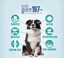 Görseli Galeri görüntüleyiciye yükleyin, 저분자 콜라겐197HA 반려견 영양스틱 Nano Collagen Peptide sticks chews for dogs Made in Korea (Large 1bag)
