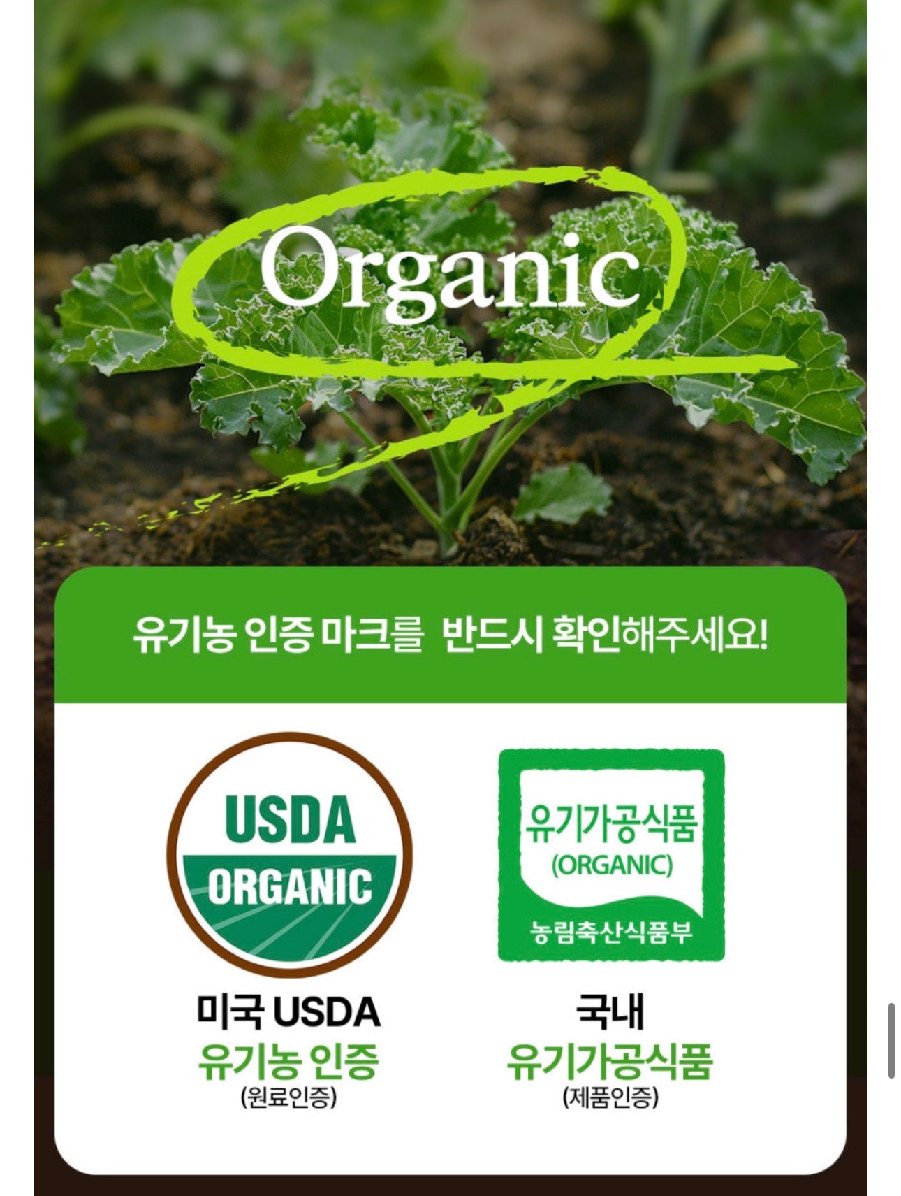 [5박스 150포] 피타니 100% 미국산 유기농 컬리 케일 글루코시놀레이트 저온진공건조 파우더 분말