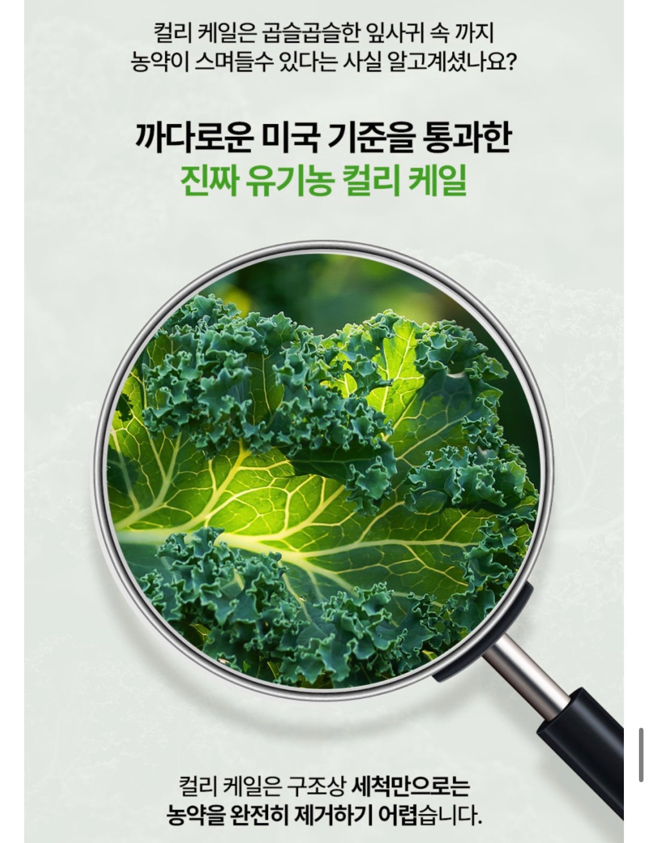 [5박스 150포] 피타니 100% 미국산 유기농 컬리 케일 글루코시놀레이트 저온진공건조 파우더 분말