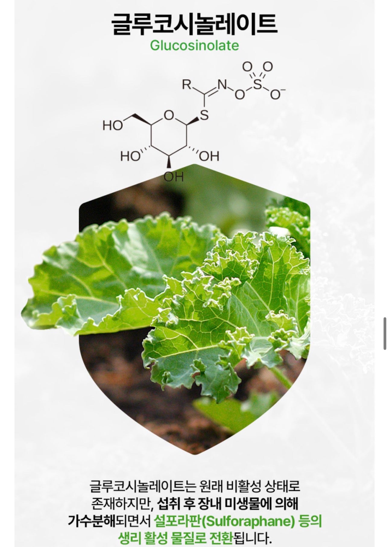 [5박스 150포] 피타니 100% 미국산 유기농 컬리 케일 글루코시놀레이트 저온진공건조 파우더 분말